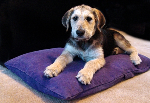 earthdog pack member fletcher on a natural hypoallergenic dog bed in classic dog pattern