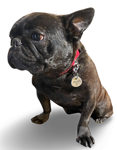 earthdog's nigel, a rescued french bulldog, wearing a medium silver rubit dog tag clip