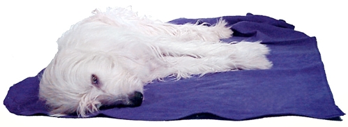 earthdog pack member jewel resting on eco friendly hemp recycled fleece dog blanket in blueberry