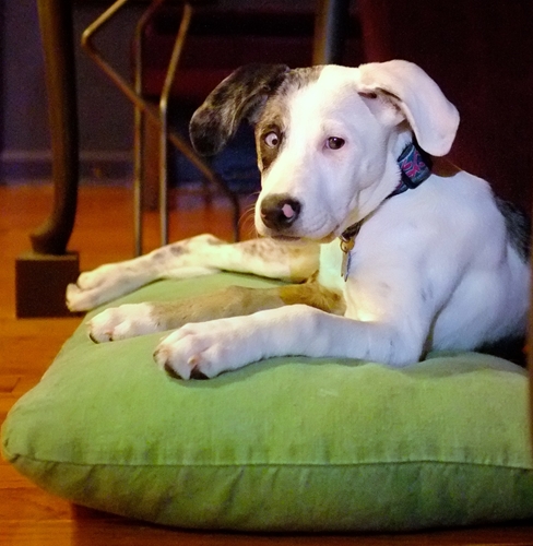 earthdog pack member estelle on a hemp dog bed in mystical sun design