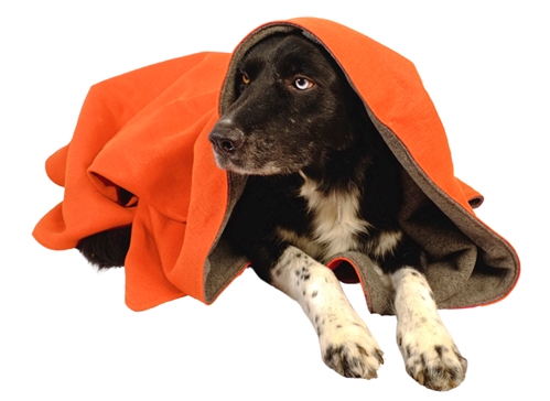 Black dog named Slater wrapped in our tangerine hemp blanket