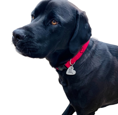 earthdog limited drop solid hemp martingale in fire red color way
